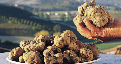 Truffe de Toscane