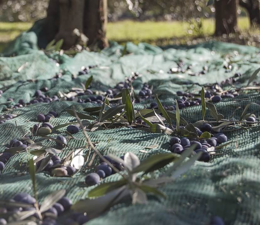 Récolte des Olives