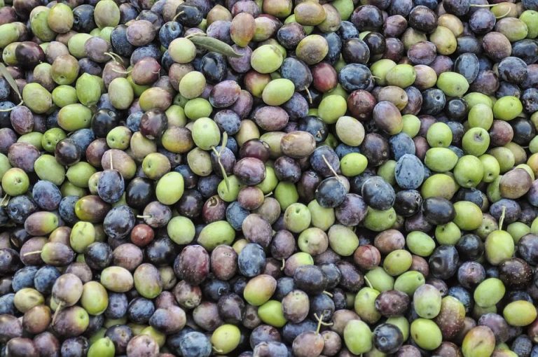 Olives Florence Toscane