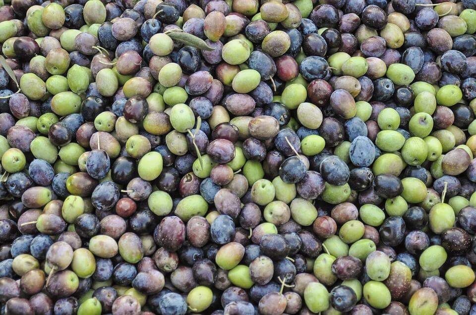 Olives Florence Toscane