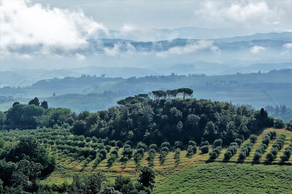 Oliveraie en Toscane