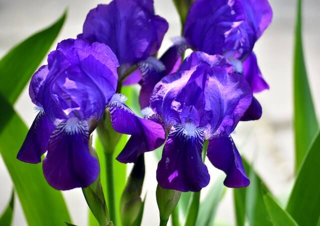 Fleurs d'iris